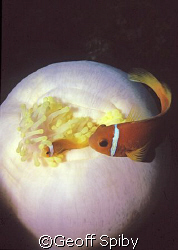 clownfish and anemone by Geoff Spiby 